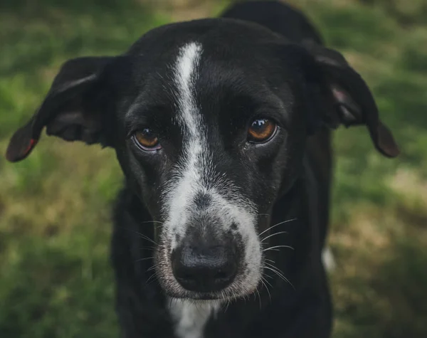カメラを見ている茶色の目をした愛らしい黒と白の犬 — ストック写真