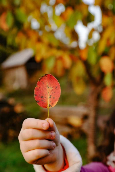 Vertical Shot Kid Holding Dry Tree Leaf Park Sunlight Autumn — Stock Photo, Image