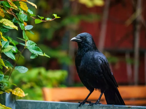 Tiro Perto Corvo Solitário Cima Uma Esgrima Metálica — Fotografia de Stock