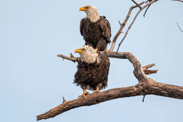 Nahaufnahme Von Zwei Adlern Auf Einem Ast Eines Baumes — Stockfoto