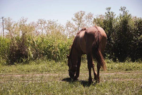 Tiro Cavalo Marrom Comendo Grama Campo Arbustivo Sob Luz Sol — Fotografia de Stock