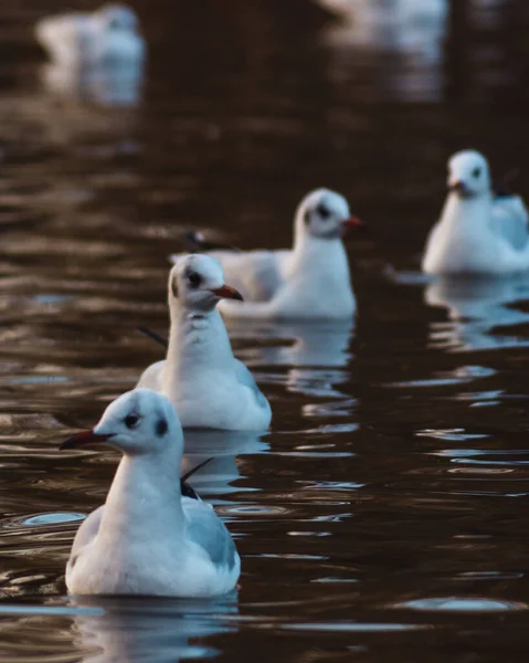 Vertical Shot Small Gulls Swimming Pond — Stock Photo, Image
