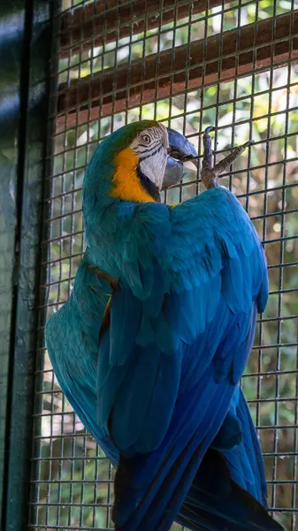 Žlutý Modrý Macaw Zajetí — Stock fotografie