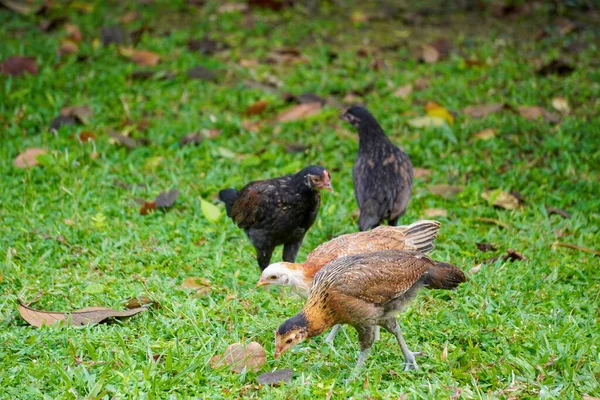 Chickens Foraging Green Lawn — 图库照片