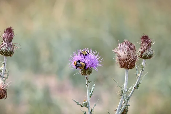 Eine Nahaufnahme Der Bienen Auf Dem Cirsium — Stockfoto