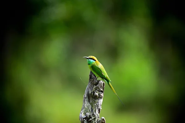 Abelha Comedor Verde Merops Orientalis Velho Pedaço Madeira Floresta — Fotografia de Stock