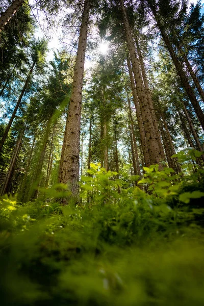 Nízký Úhel Záběru Vysokých Stromů Rostoucích Hustém Lese Slunečného Dne — Stock fotografie