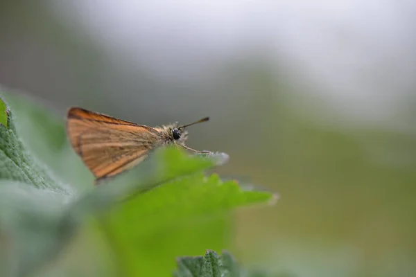 Een Close Shot Van Een Vlinder Een Groen Blad — Stockfoto