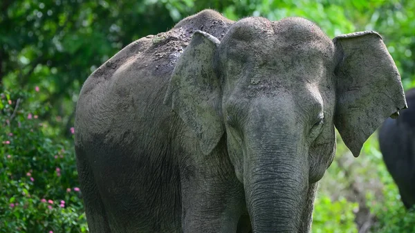 Éléphant Afrique Dans Forêt Pendant Une Journée Pluvieuse — Photo