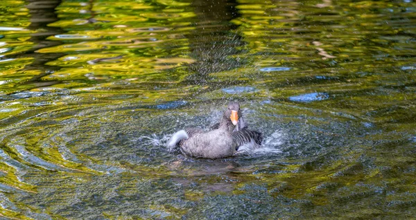 緑の池を泳ぐ水鳥 — ストック写真