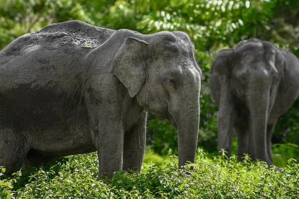 Les Deux Grands Éléphants Autour Végétation Brousse — Photo