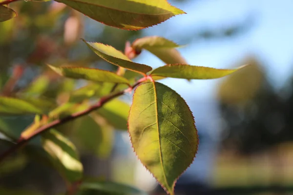 Zbliżenie Ujęcie Świeżych Zielonych Liści Rosnących Gałęzi Drzewa Ogrodzie Słoneczny — Zdjęcie stockowe