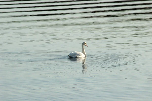 호수에 있는우아 백조의 아름다운 — 스톡 사진