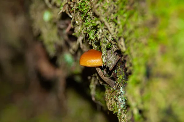 Close Shot Orange Enoki Velvet Shank Edible Mushroom Tree Forest — Stockfoto