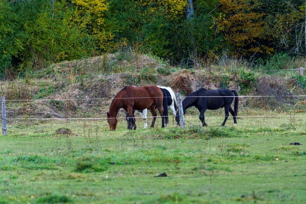 Ett Grönt Fält Med Hästar Olika Färger Dagsljus — Stockfoto