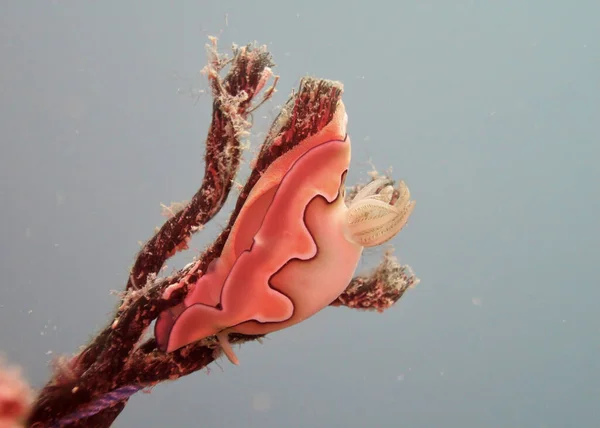 Nudibranch South China Sea Borneo Malaysia — Stock Photo, Image