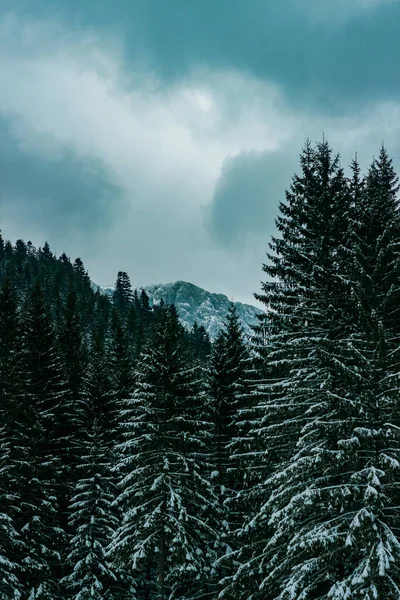 Вертикальний Знімок Красивого Зимового Вигляду Вогнями Всі Покриті Снігом — стокове фото