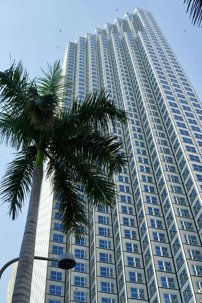 Vertikal Låg Vinkel Skott Palm Och Skyskrapa Finansdistriktet Miami Florida — Stockfoto