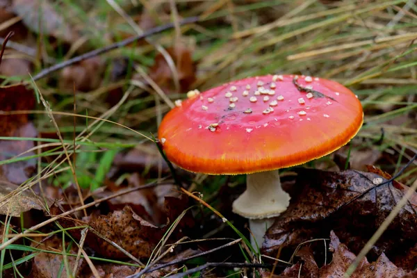 Closeup Shot Wild Mushroom Forest — Stock Photo, Image