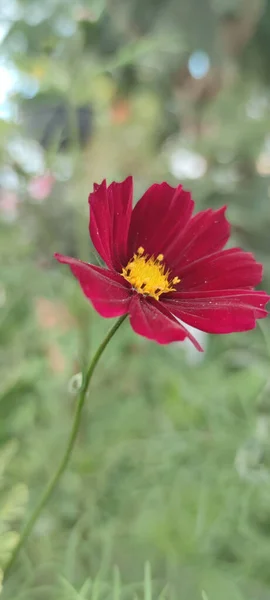 Closeup Shot Blooming Red Cosmos Flower — Stock Photo, Image