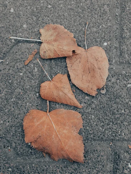 Plan Vertical Feuilles Sèches Automne Sur Surface Asphaltée — Photo