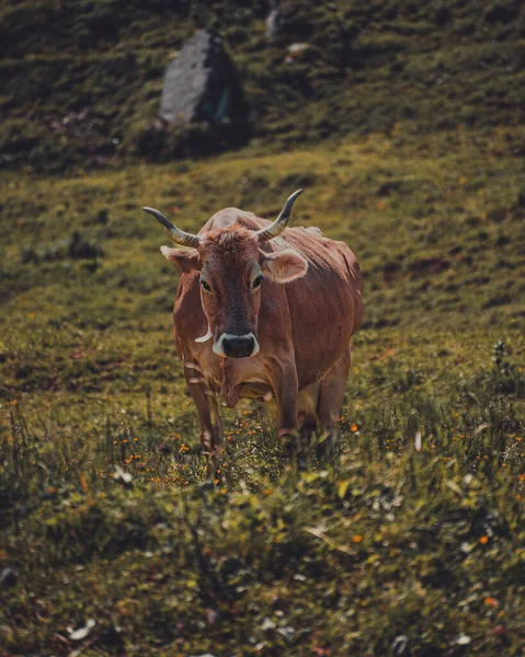 Egy Bika Portréja Legelőn Naplementekor — Stock Fotó