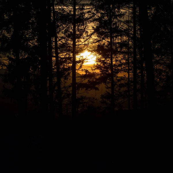 Beautiful Sunset Scene Forest Trees — Stockfoto