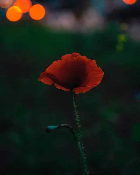 Eine Vertikale Nahaufnahme Eines Schönen Mohns Der Garten Blüht — Stockfoto