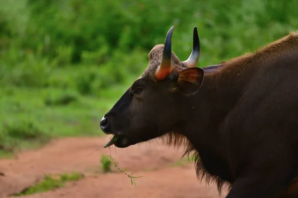 Ινδική Gaur Ινδική Bison Βόσκηση Στο Λιβάδι — Φωτογραφία Αρχείου