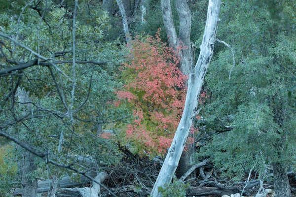 Ένα Όμορφο Πλάνο Του Fall Foliage Στην Εποχή Του Φθινοπώρου — Φωτογραφία Αρχείου