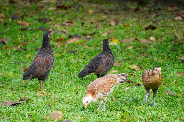 Chickens Foraging Green Lawn — Stockfoto