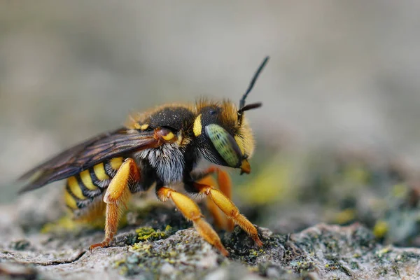 Detaljerad Lateral Närbild Gul Avlång Carder Bee Anthidium Oblongatum Från — Stockfoto