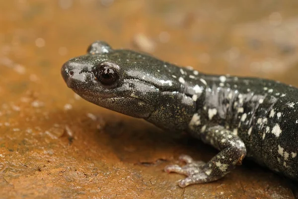 Gezichtsclose Van Een Volwassen Zwarte Salamander Aneides Flavipunctatus Uit Noord — Stockfoto
