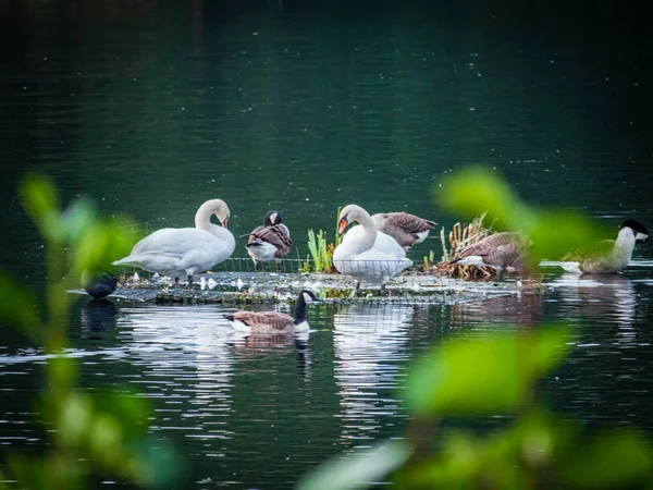 Качки Лебеді Плавають Озері — стокове фото