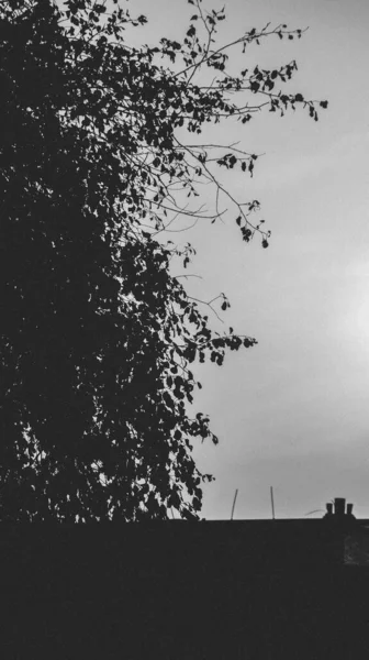햇살을 받으며 거무스름하게 내리쬐는 나무의 실루엣 — 스톡 사진