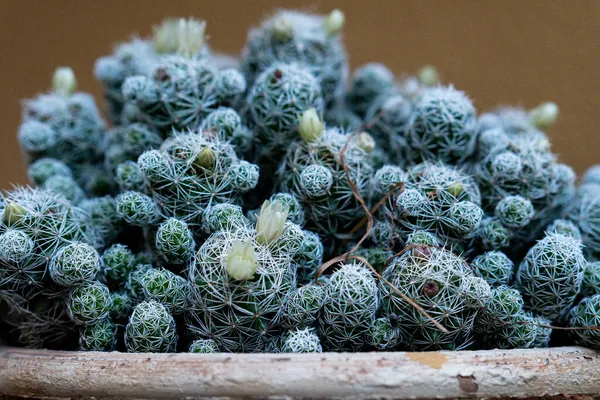 Egy Közeli Felvétel Sok Apró Kaktusznövényről — Stock Fotó