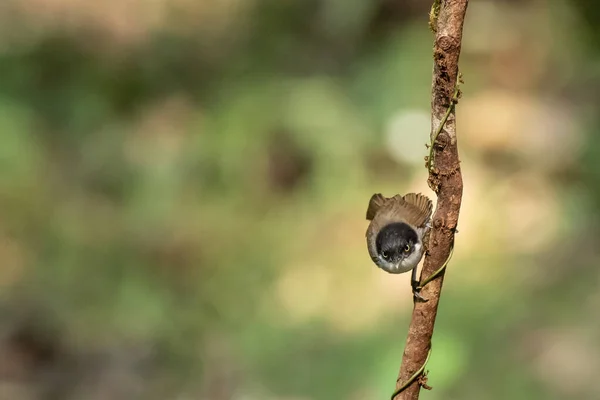 Eine Nahaufnahme Eines Braunen Sylvia Curruca Vogels Der Einem Sonnigen — Stockfoto