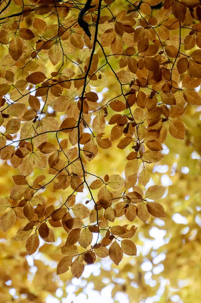 Pionowe Zbliżenie Strzał Gałęzi Drzewa Żółtym Jesiennym Listowiem — Zdjęcie stockowe