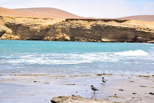 Scenery Ocean National Park Paracas Peru — Stock Photo, Image