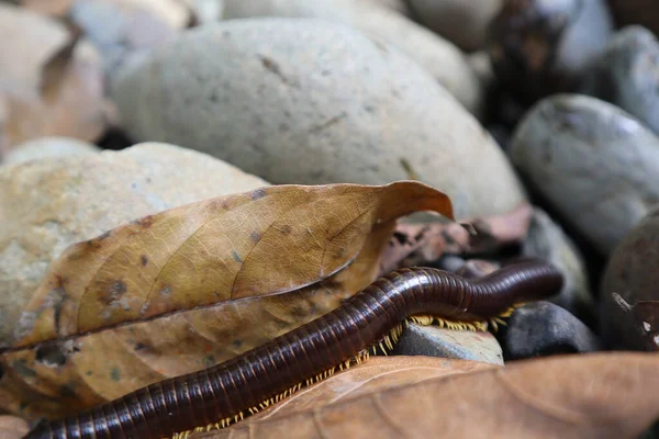 Närbild Bild Naturen Central Kalimantan Skogen — Stockfoto