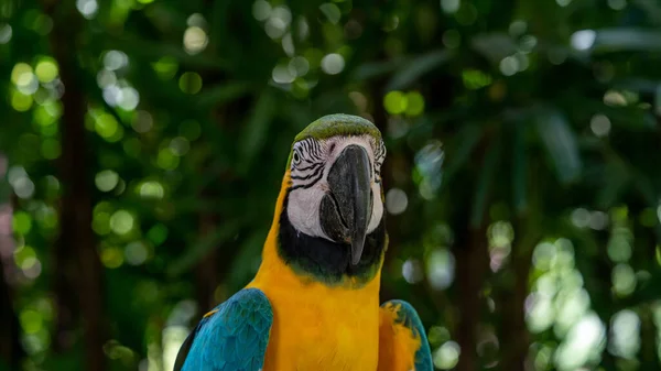 Sarı Mavi Papağan Esaret Altında — Stok fotoğraf