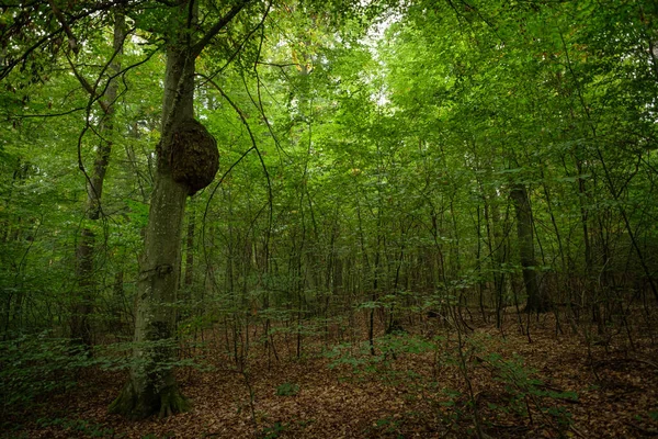 Trädcancer Vid Stam Naturskön Skog — Stockfoto