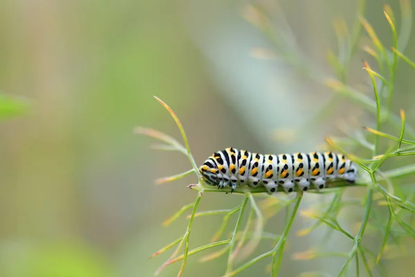 Closeup Shot Swallowtail Caterpillar — Stock Photo, Image