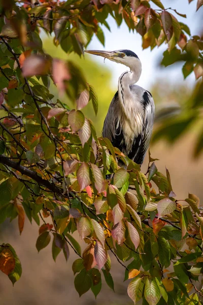 Een Verticaal Schot Van Een Prachtige Cocoi Reiger Hoog Een — Stockfoto