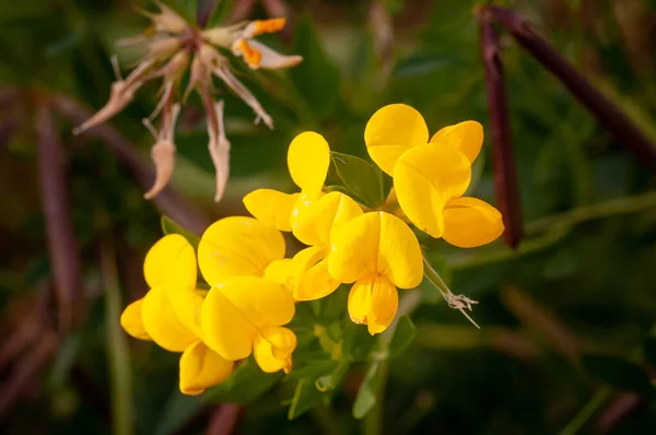 Closeup Lotus Corniculatus Bird Foot Trefoil — Stock Photo, Image