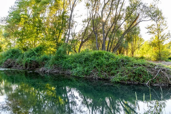 Река Озеро Отражающее Окружающие Растения Солнечный День — стоковое фото