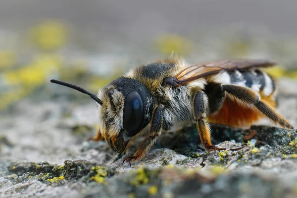 Szczegółowe Zbliżenie Kolorowe Żeńskie Białe Sekcje Pszczoły Liściastej Megachile Albisecta — Zdjęcie stockowe