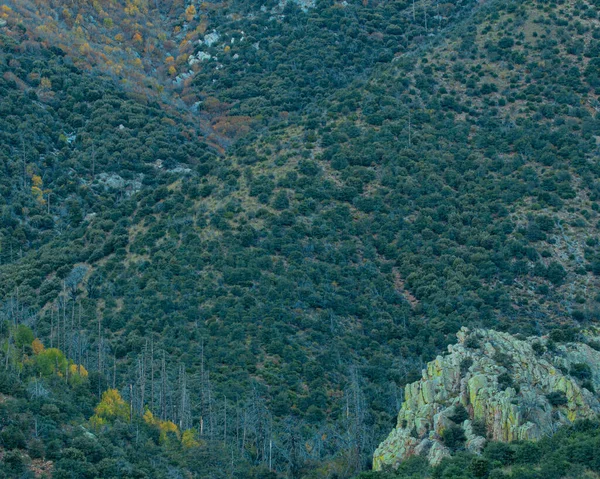 美丽的高山风景 覆盖着树木和绿色的植物 — 图库照片