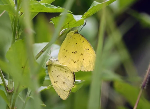 緑の植物に蝶の選択的なフォーカスショット — ストック写真
