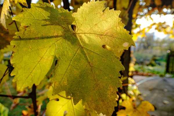 Primer Plano Una Hoja Uva Amarillenta Otoño Bajo Luz Del —  Fotos de Stock